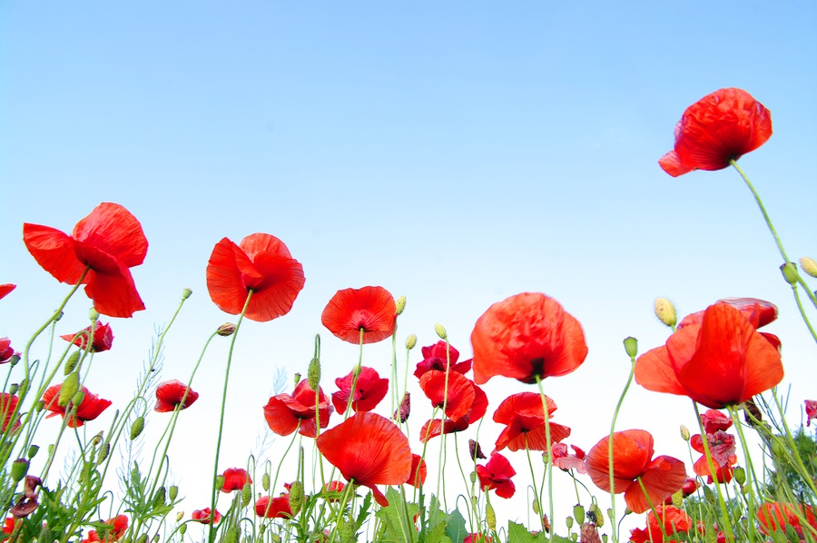 red poppy day top quality wallpapers hd photos and images page 4 of 4 red poppy day top quality wallpapers hd photos and images page 4 of 4